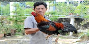 Đá Gà Miền Tây