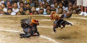 tướng gà chọi thần kê