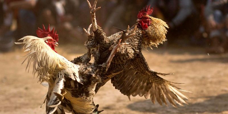 Giới thiệu sơ lược trường gà Sabong là gì?